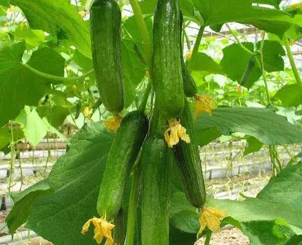 水果黄瓜种植季节及温度控制技巧