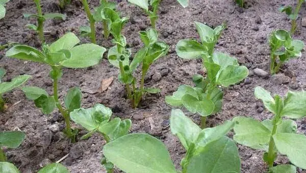 蚕豆什么时候种 大棚蚕豆种植技术