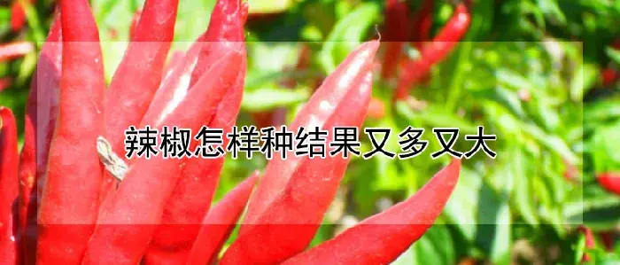 辣椒怎样种结果又多又大