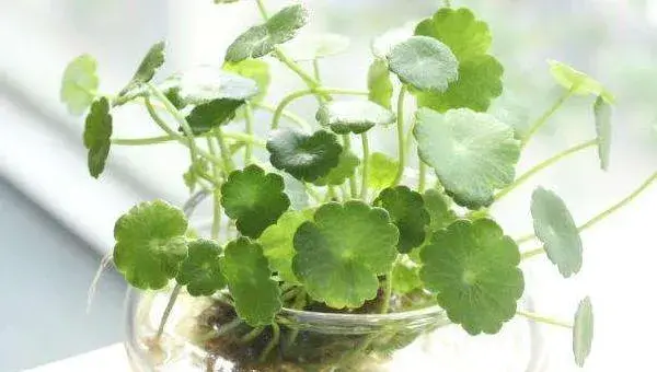 金钱草水培怎么养 水培金钱草几天能发芽