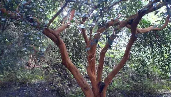 山茶树种植技术 山茶树几年结果