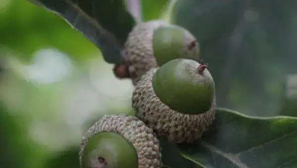 橡子种植技术 橡子果可以发芽种植吗