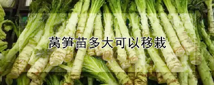 莴笋苗多大可以移栽