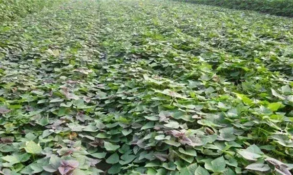 红薯苗的生长环境