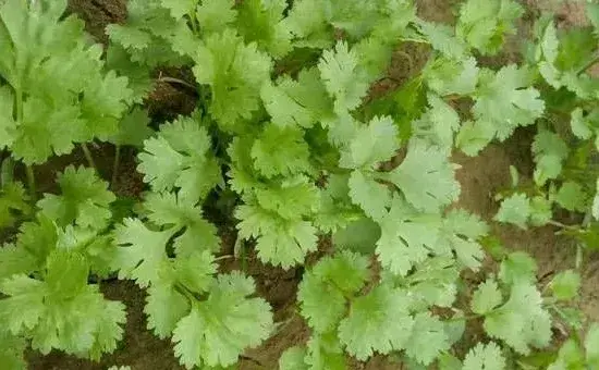 香菜种子的四种催芽技巧介绍