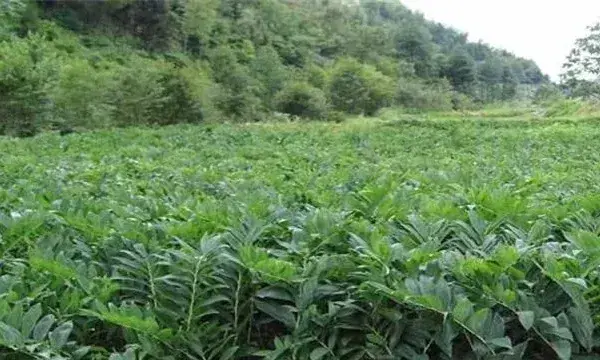 玉竹的田间管理技巧