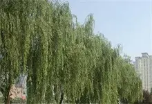 中山公园红柳树莫名消失？