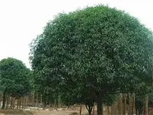 40年桂花树喜得结果子啦