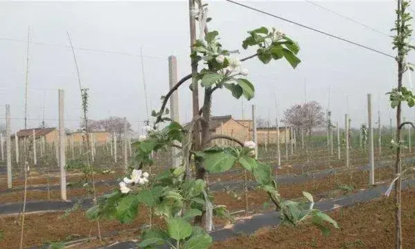 苹果夏季管理技术