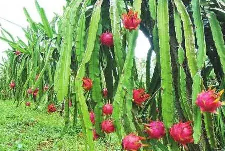 火龙果的完善全套种植技术