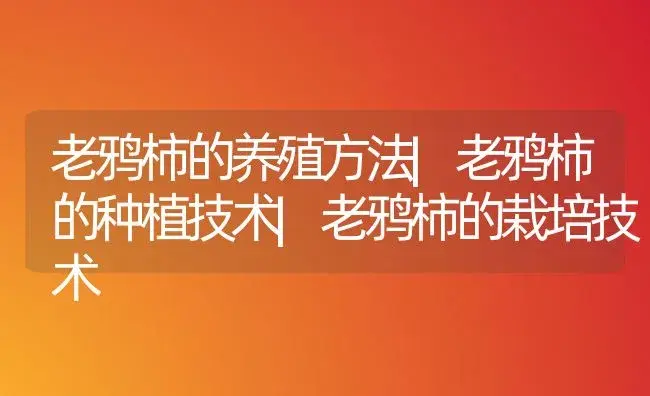 老鸦柿的养殖方法|老鸦柿的种植技术|老鸦柿的栽培技术 | 植物百科