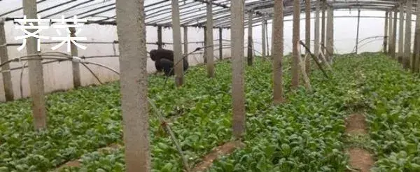 大棚野菜种植前景怎么样 哪些野菜适合大棚种植