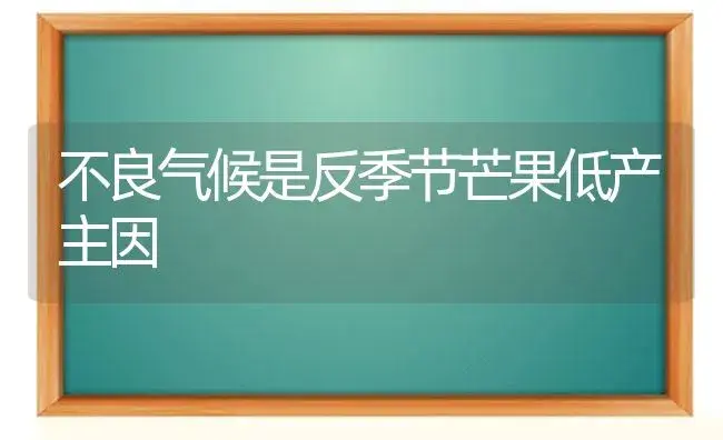 不良气候是反季节芒果低产主因 | 植物科普