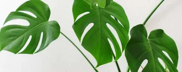 龟背的养殖方法和注意事项？