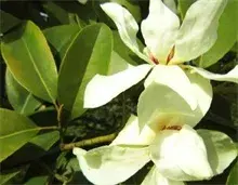 百年广玉兰瑞园吐芳