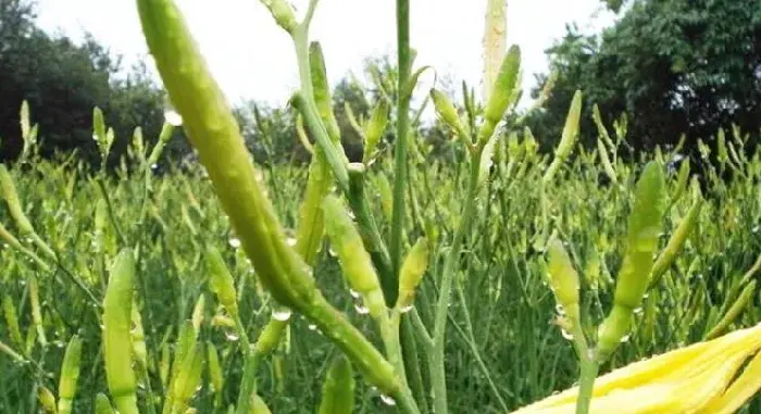 黄花菜种植时间几月份？黄花菜种植技术6要点