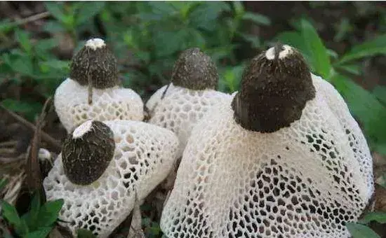 竹荪常见的种植方式，分别介绍压块、直播和室内箱栽培