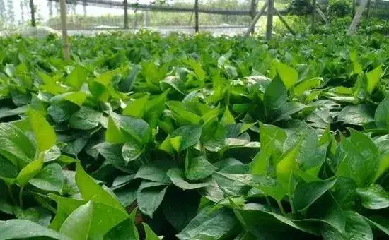 夏季盆栽植物养殖注意事项