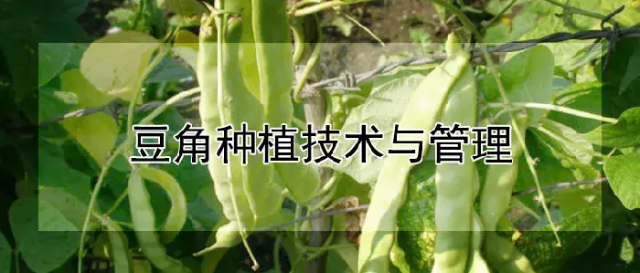 豆角种植技术与管理