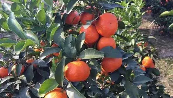 种沙糖桔断根促根经验