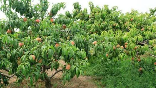 吃完的桃子怎么种 桃子核种植技术