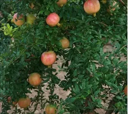 石榴树不同时期的修剪枝条技术