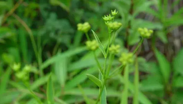 2018种柴胡赚钱吗？柴胡种植的利润与投资成本及前景预测