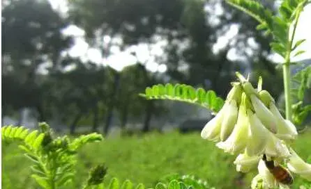 种黄芪的最佳环境