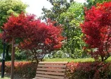 红枫樱花形势如何