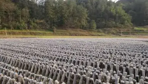 最新黑木耳科学高产种植栽培技术