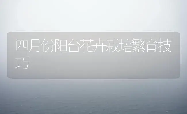 四月份阳台花卉栽培繁育技巧 | 植物知识