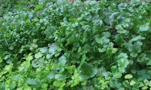 香菜苗期管理要点