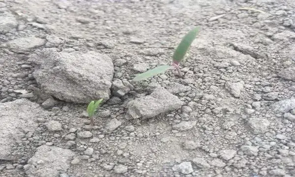 藜麦的繁殖方法