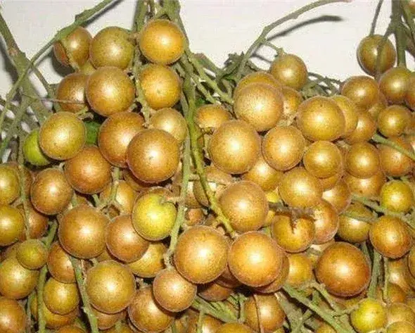 黄皮果的种植技术