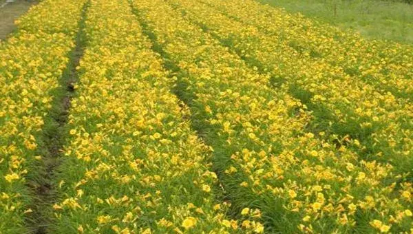 黄花菜采摘后怎么管理 黄花菜下雨天怎么处理