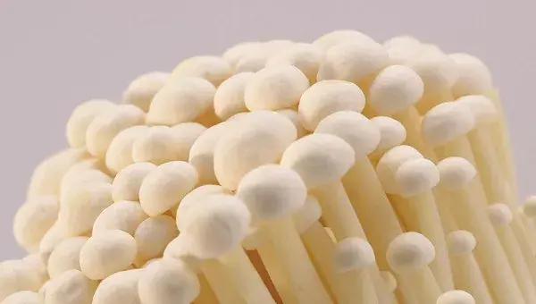 家里怎么种金针菇