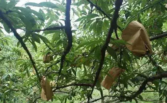 梨树套袋的时间及技术要点