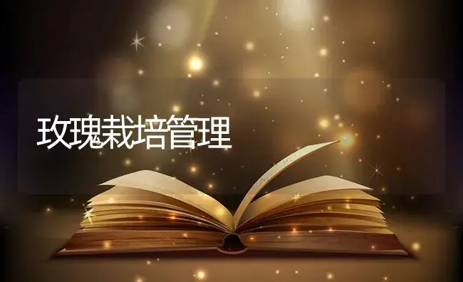 玫瑰栽培管理 | 植物知识