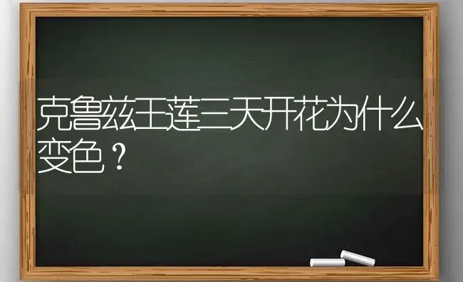 克鲁兹王莲三天开花为什么变色？ | 植物问答