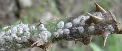 芒果白轮盾蚧特点及防治技术