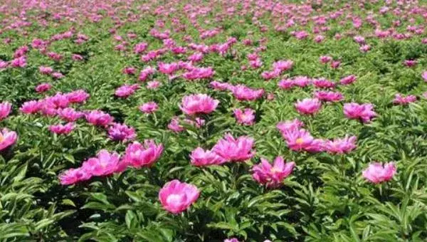 种白芍栽培采收技巧
