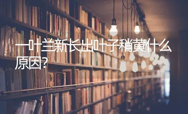 一叶兰新长出叶子稍黄什么原因？ | 植物问答