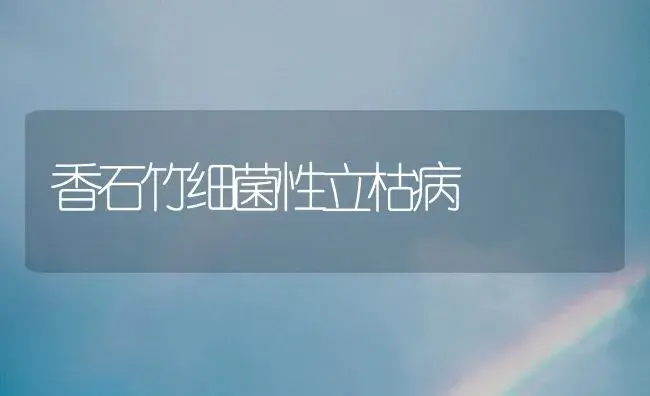 家庭介质盆栽马蹄莲怎样养护管理 | 植物知识