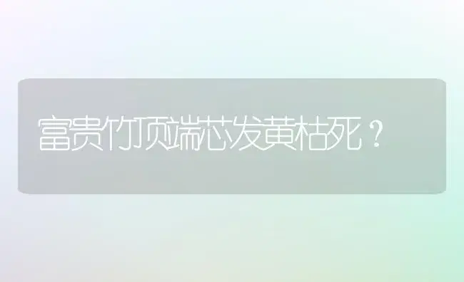 富贵竹顶端芯发黄枯死？ | 植物问答