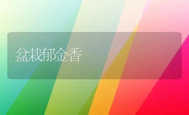 盆栽郁金香 | 植物科普