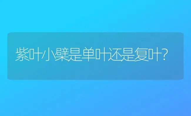 紫叶小檗是单叶还是复叶？ | 植物问答