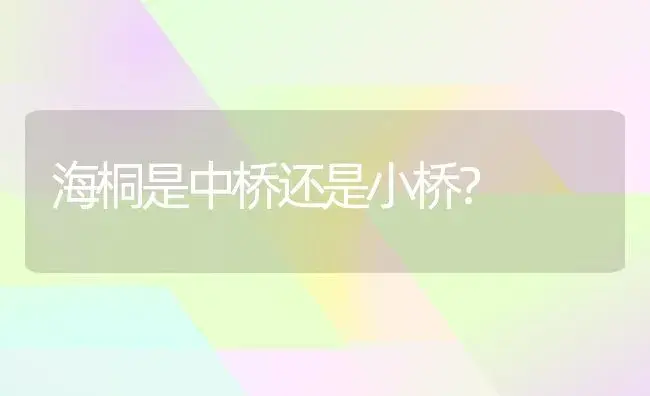 海桐是中桥还是小桥？ | 植物问答