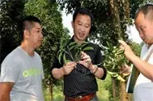 泸州发现桂花珍品晚银桂白碧