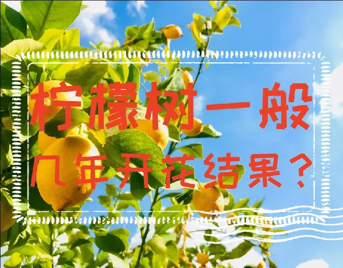 柠檬树一般几年开花结果？柠檬树种植技术要点