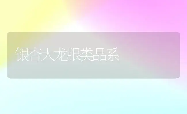银杏大龙眼类品系 | 植物科普